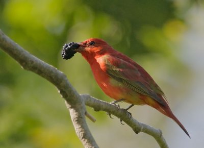 Summer Tanager, first spring male with mulberry