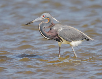 Tricolored Heron