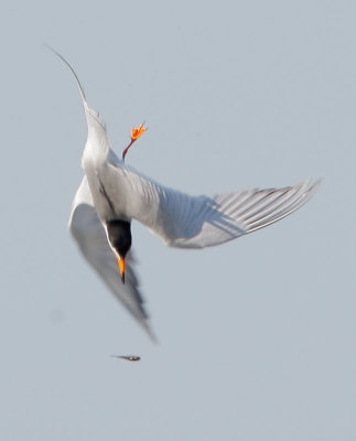 Forster's Tern, diving for dropped fish