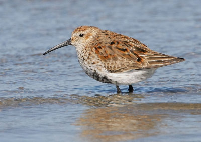 Dunlin, partial breeding plumage