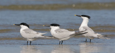 Sandwich Terns