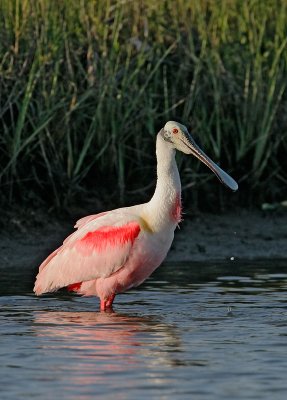 Roseate Spoonbill