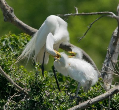 Great Egrets, adult feeding young