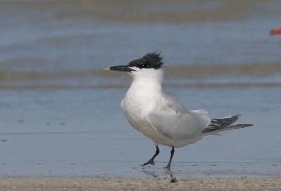 Sandwich Tern