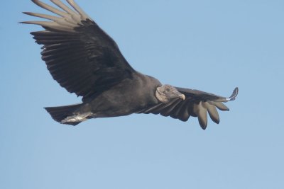 Black Vulture