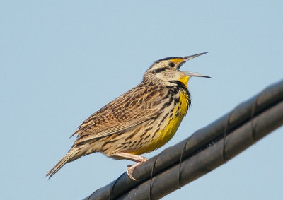 Eastern Meadowlark, singing male