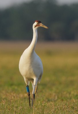 Whooping Crane