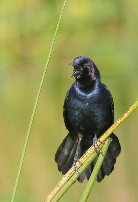 Boat-tailed Grackle, male