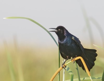 Boat-tailed Grackle, male