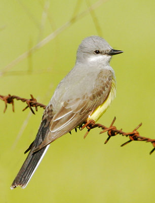 Western Kingbird