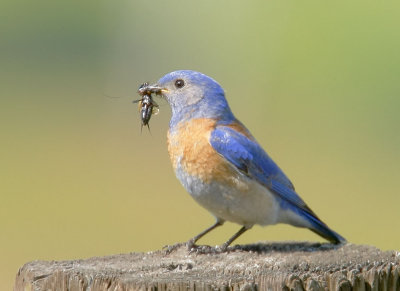 Western Bluebird, male carrying food