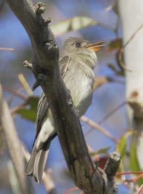 Western Wood-Pewee