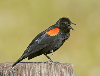 Red-winged Blackbird, bicolored male singing