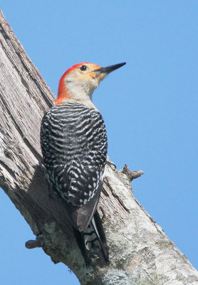 Red-bellied Woodpecker, male