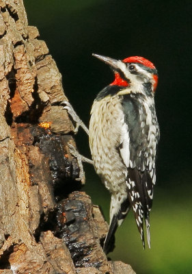 Red-naped Sapsucker, female?