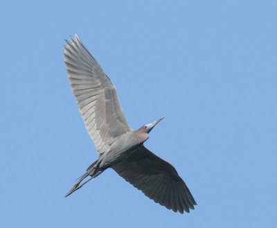 Little Blue Heron, flying