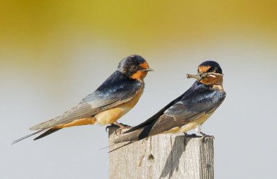Barn Swallows, pair with nesting material