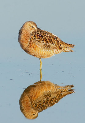 Long-billed Dowitcher, spring breeding plumage
