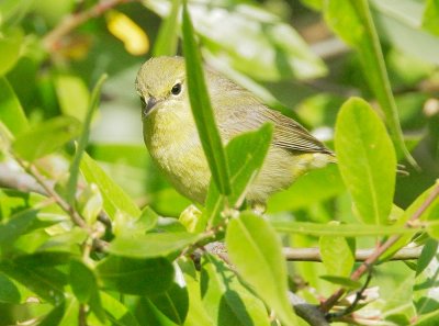 Orange-crowned Warbler