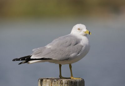 Ring-billed Gull, molting into breeding plumage
