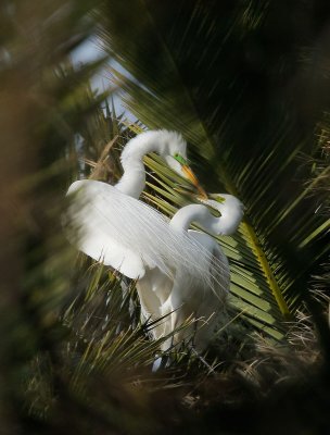 Great Egrets, through the keyhole