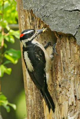 Hairy Woodpecker, male, feeding young
