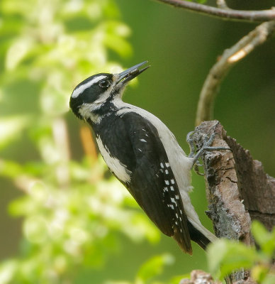Hairy Woodpecker, female, carrying food to nest