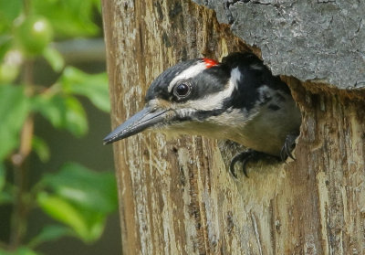 Hairy Woodpecker, male, after feeding young