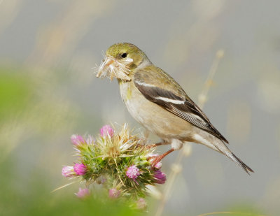 American Goldfinch, female gathering nesting material