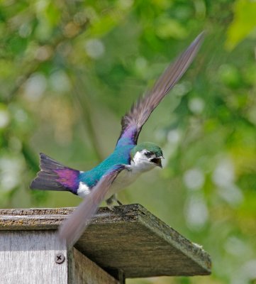 Violet-green Swallow, male