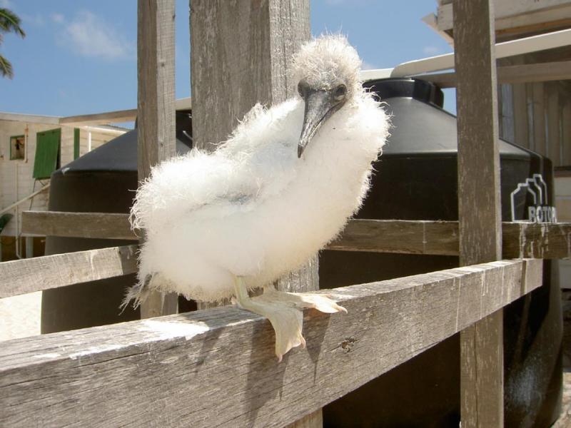 Bb Fou  pieds rouges - Red-footed Booby Baby