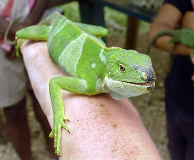Iguana have a gecko