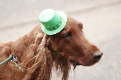 Ft. Collins Colorado St. Patricks Day Parade