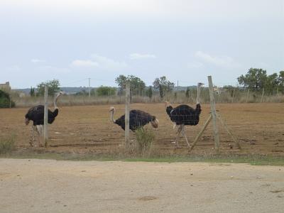 Straussenfarm Naehe Es Trenc