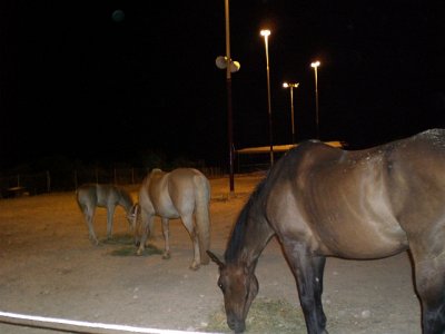 Arion Stables at night