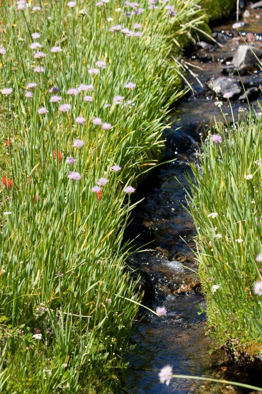 Rare meadow stream