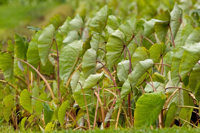 Taro fields