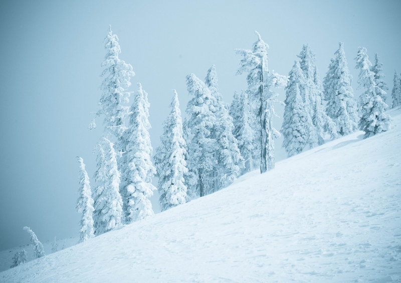 Rimed trees