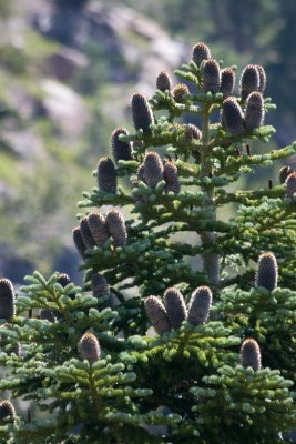 Cone detail