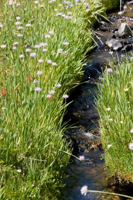 Rare meadow stream