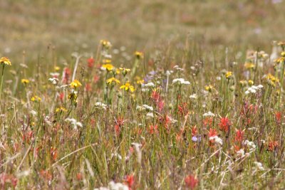 wildflowers