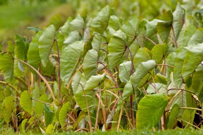 Taro fields