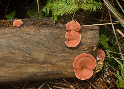 fungi detail