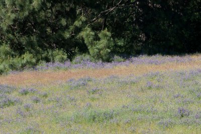 20090525 - Lupin and vetch in Sierra foothill meadow