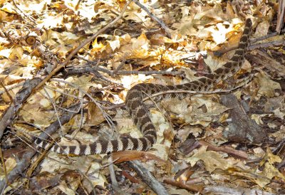 Rattlesnake - one of two fat rattlers seen