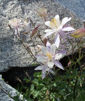 Columbine