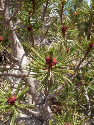 White bark pine?