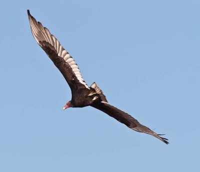 20091205 - Turkey Vulture