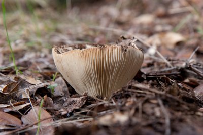 20100110 - Fungi