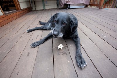 20100116 - Sadie chews her bone